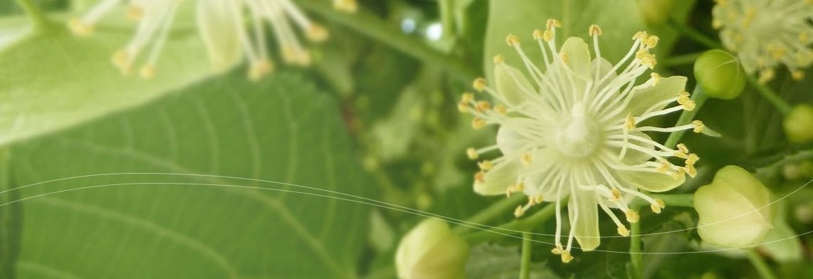 Flor de tilo